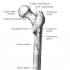 Бедренная кость (femur) Внутренние мышцы таза